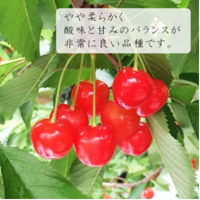 【令和8年産先行受付】山形県産 さくらんぼ<佐藤錦>特秀品 Lサイズ以上 約700g