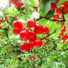 【令和8年産先行受付】山形県産さくらんぼ<佐藤錦>秀品 約400g(約200g×2P)Lサイズ