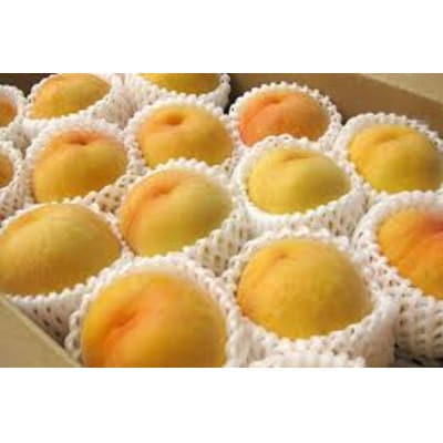 【令和8年産先行受付】山形県産黄桃　特秀品　約5kg(品種おまかせ)　柔らかくなる桃