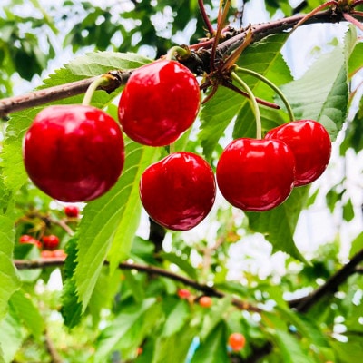【令和9年産先行受付】山形県産さくらんぼ《紅秀峰 秀品》300g Lサイズ以上