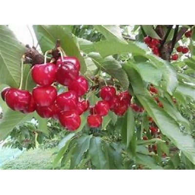 【令和9年産先行受付】山形県産さくらんぼ《やまがた紅王 特秀品》600g 2L/3Lサイズ混合