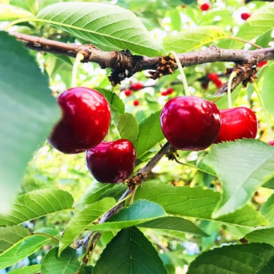 【令和9年産先行受付】山形県産さくらんぼ《やまがた紅王 特秀品》4Lサイズ プレミアム 380g