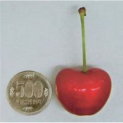 【令和9年産先行受付】山形県産さくらんぼ《やまがた紅王 特秀品》4Lサイズ プレミアム 380g