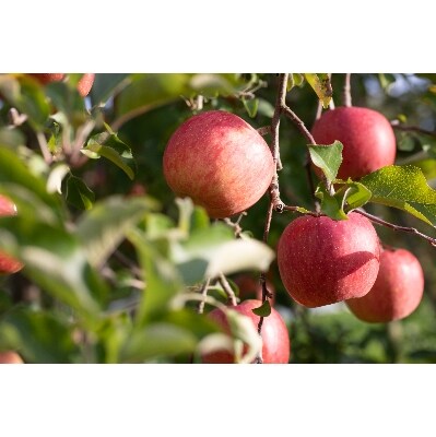 【先行受付】名産地・朝日町和合平の蜜入り高徳りんご約3kg