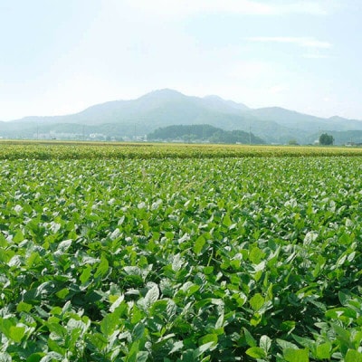 【令和7年産 受付開始】白山村産だだちゃ豆　300g×3袋【清川屋】
