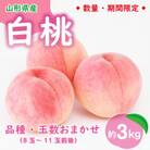 【令和5年度産先行受付】　※数量・期間限定※　 ＜山形県産白桃＞　品種・玉数おまかせ 約3kg