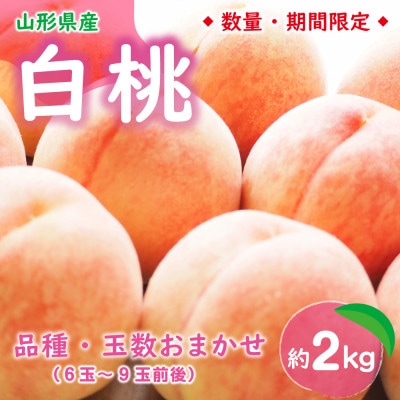 【令和7年発送 先行受付】※数量・期間限定※　 <山形県産白桃>　品種・玉数おまかせ 約2kg