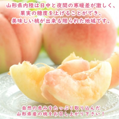 【令和7年発送 先行受付】※数量・期間限定※　 <山形県産白桃>　品種・玉数おまかせ 約2kg