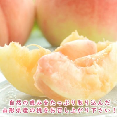 【令和8年発送 先行受付】※数量・期間限定※　 <山形県産白桃>　品種・玉数おまかせ 2kg