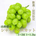 【令和7年発送 先行受付】※数量・期間限定※山形県産シャインマスカット 約1kg～1.2kg1～2房