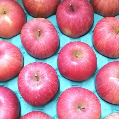 【令和8年度産先行受付】※数量・期間限定　山形県産りんご　サンふじ　秀品　5kg　12～20玉