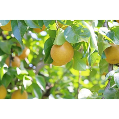和梨 約3kg(7～12玉)