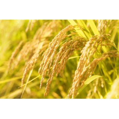 山形県産米 はえぬき【精米】10kg