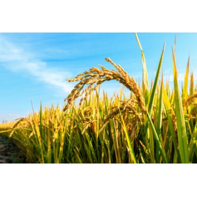 山形県産米 ひとめぼれ【精米】10kg