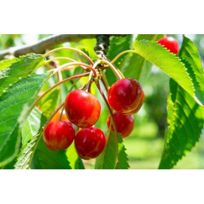 【2026年発送先行受付】紅秀峰 1kg 2L・L並び詰め