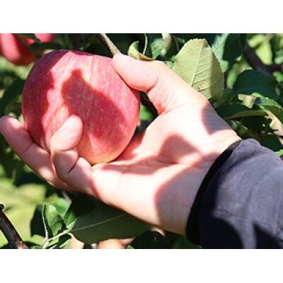 サンふじりんご　約3kg 8～14玉
