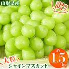 【2023年発送先行受付】訳ありシャインマスカット約1.5kg