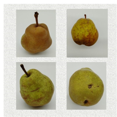 【2026年発送先行受付】訳ありラ・フランス5kg　20~25玉