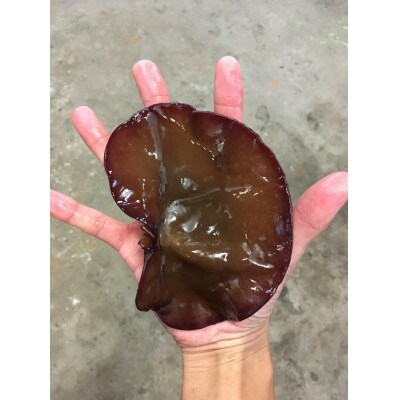 山形県産　生キクラゲ約1.5kgと干キクラゲ50gのセット