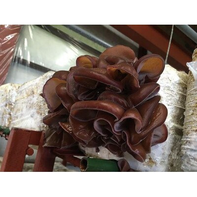 山形県産　生キクラゲ約1.5kgと干キクラゲ50gのセット