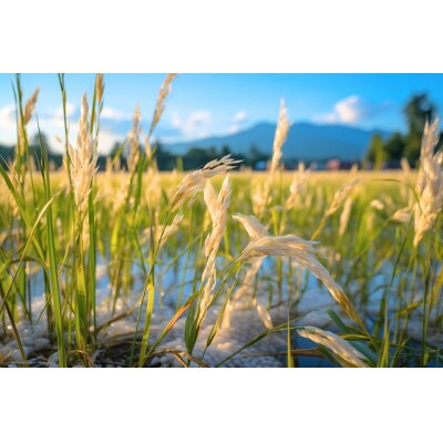 【2023年発送先行受付】山形県産米ササニシキ27kg
