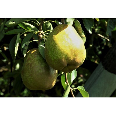 【2026年発送先行受付】ラ・フランス　3kg(6～9玉)