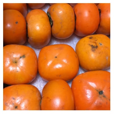 【発送月固定定期便】山形の美味しい果物定期便全5回