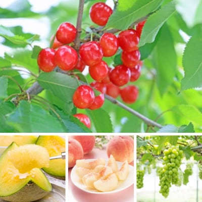 【発送月固定定期便】夏秋の山形フルーツ定期便全4回