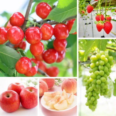 【発送月固定定期便】やまがた旬のフルーツ定期便全5回