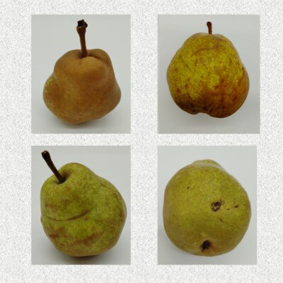 【発送月固定定期便】訳ありラ・フランス10kg定期便全2回