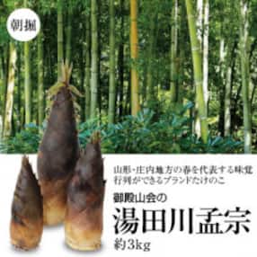 【先行受付/2023年5月発送開始】山形・庄内地方の春の名物ブランドたけのこ 湯田川孟宗 約3kg