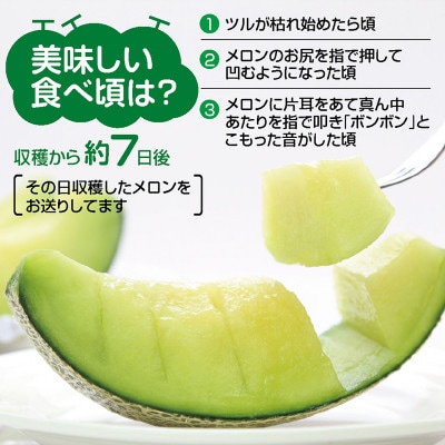 【先行受付/2025年7月以降発送開始】庄内砂丘メロン　大玉アンデスメロン(青肉)2玉