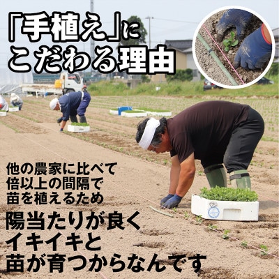 【先行受付/2025年8月発送開始】こだわり手作業で育った　鶴岡白山産だだちゃ豆　早生350g×2袋