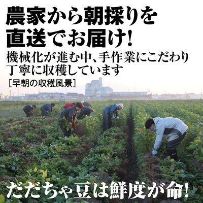 【先行受付/2025年8月発送開始】こだわり手作業で育った　鶴岡白山産だだちゃ豆　早生350g×4袋