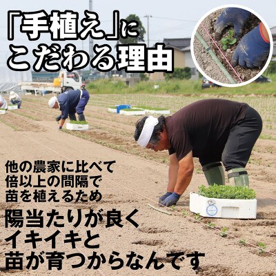 【先行受付/2025年8月発送開始】こだわり手作業で育った　鶴岡白山産だだちゃ豆　本豆350g×4袋