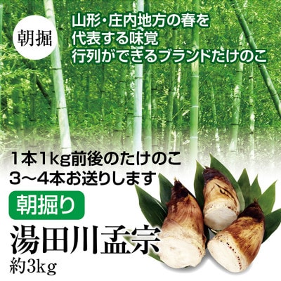 【5月発送】行列ができる庄内の方の春の名物ブランドたけのこ　朝堀り　湯田川孟宗　約3kg
