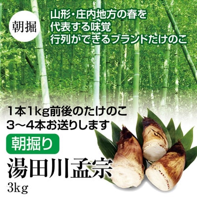 行列ができる庄内の方の春の名物ブランドたけのこ　朝堀り　湯田川孟宗　3kg