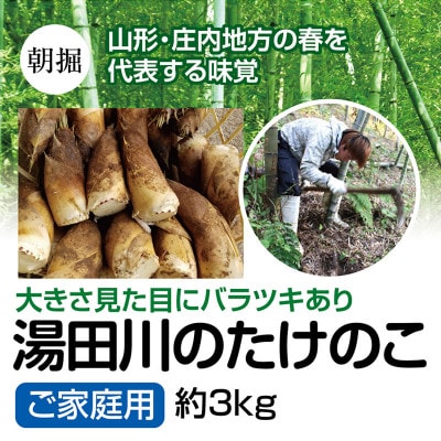 【5月発送】行列ができる庄内の春の名物ブランド　湯田川のたけのこ(ご家庭用)約3kg