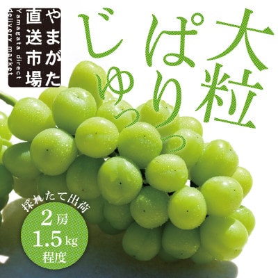 【先行受付】【令和7年発送】大粒もぎたてシャインマスカット2房(1.5kg程度)ギフト箱入り