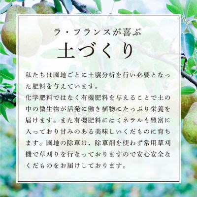 【令和5年度発送】食べ頃 特選 ラ・フランス 3kg ギフト箱入り(和紙包装)