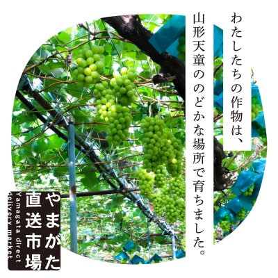 【先行受付】【令和7年発送】大粒もぎたてシャインマスカット2房(計1.4kg程度)ギフト箱入り