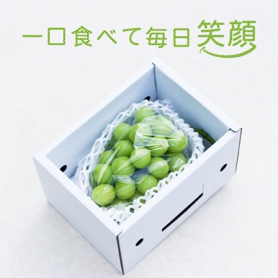 【先行受付】【令和7年発送】大粒もぎたてシャインマスカット1房(700g程度)ギフト箱入り