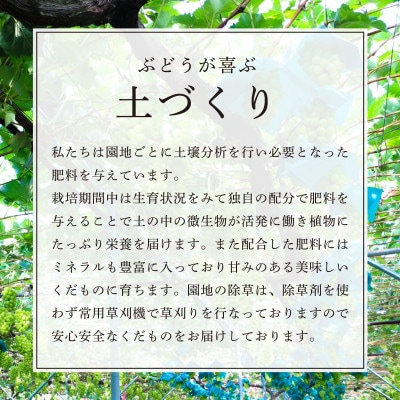 【先行受付】【令和7年発送】大粒もぎたてシャインマスカット1房(700g程度)ギフト箱入り