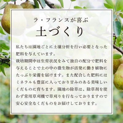 【先行受付　令和7年度発送】山形県産　たべごろラ・フランス　5kg