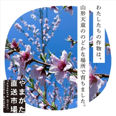 【先行受付　令和7年度発送】山形県産　もぎたて白桃〈硬めの桃〉(品種おまかせ)　3kg　ギフト箱入り