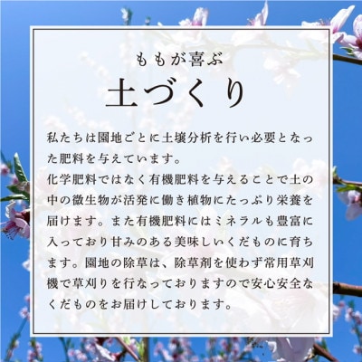 【先行受付 令和8年度発送】山形 もぎたて白桃〈柔らかくなる桃〉約3kg