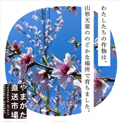 【先行受付 令和8年度発送】山形 もぎたて白桃〈柔らかくなる桃〉約3kg
