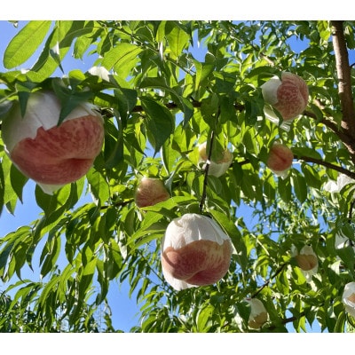 【先行受付　令和8年度発送】山形県産　希少な桃　cx(シーエックス)　3kg　ギフト箱入り