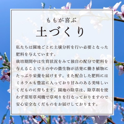 【先行受付　令和8年度発送】山形県産　希少な桃　cx(シーエックス)　3kg　ギフト箱入り