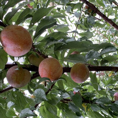 山形県産すもも【秋姫】1.5kg箱　満杯詰め(8個～13個入り)
